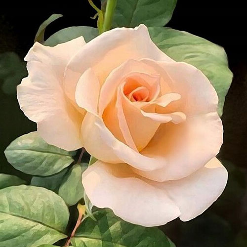 1 buc, Trandafir teahibrid Casanova, root ball - Butași: Mod de ambalare: 1 buc