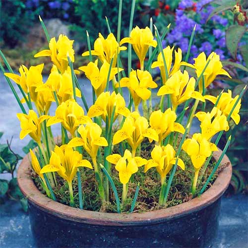 10 buc, Iris reticulata Danfordiae - Bulbi: Mod de ambalare: 10 buc