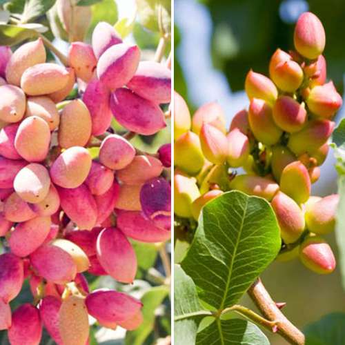 2 buc, Ofertă specială! Fistic Duo, set de 2 soiuri - Puieți: Mod de ambalare: 2 buc