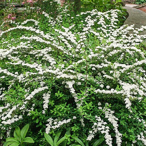 1 buc, Cununiță japonica Snowmound - Răsaduri: Mod de ambalare: 1 buc