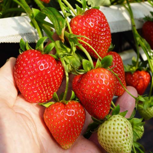 5 saz, Jahoda Daroyal - : Monžstvo balíkov: 5 saz