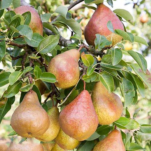 1 saz, Hruškovník Krystalia - : Monžstvo balíkov: 1 saz