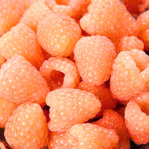 1 db, Málna folytontermő Orange Giant - Palánták: Mod de ambalare: 1 db