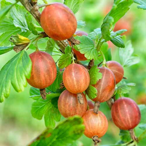 1 db, Egres tövis nélküli Captivator - Palánták: Mod de ambalare: 1 db