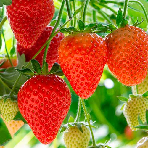 5 Setzling(e), Erdbeeren Elegance - Setzlinge: Ilość w opakowaniu: 5 Setzling(e)