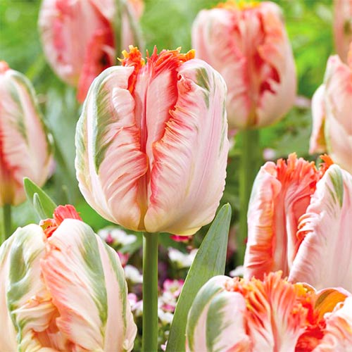 8 Stück, Tulpe Apricot Parrot - Blumenzwiebeln: Ilość w opakowaniu: 8 Stück