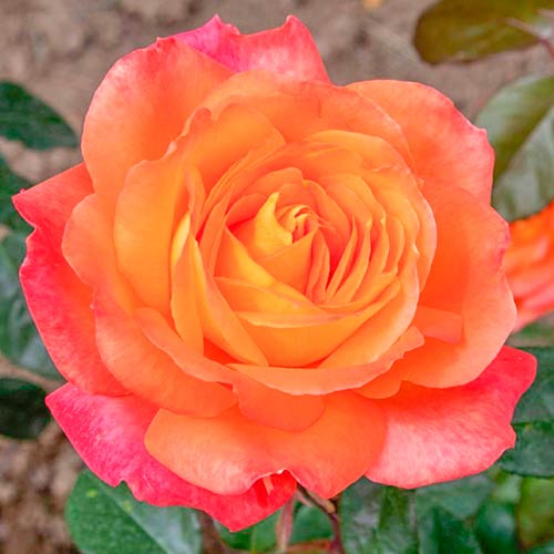 1 Pflanze(n), Großblütige Rose Esotica - Setzlinge: Ilość w opakowaniu: 1 Pflanze(n)