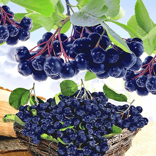 Chokeberry Viking, P9 - Plântulas: Ilość w opakowaniu: 1 plant