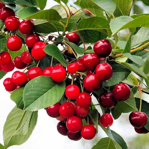 Cereja Florinas - Plântulas: Ilość w opakowaniu: 1 plant