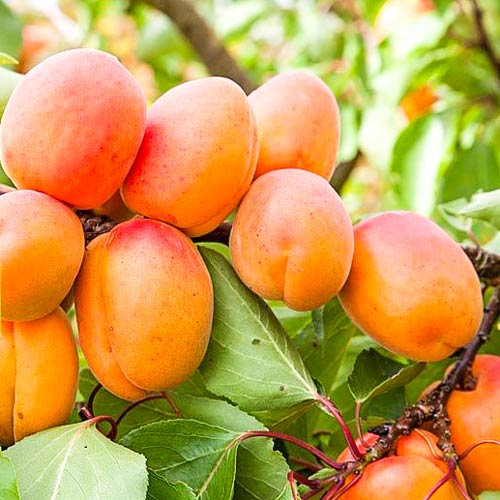 1 sadz, Morela Lener - Sadzonki: Ilość w opakowaniu: 1 sadz