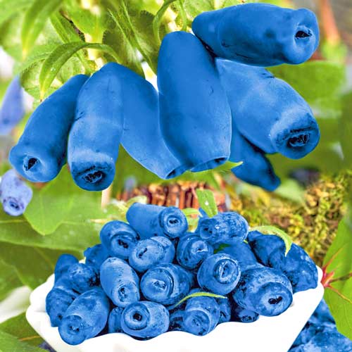 1 sadz, Jagoda Kamczacka Blue Velvet - Sadzonki: Ilość w opakowaniu: 1 sadz