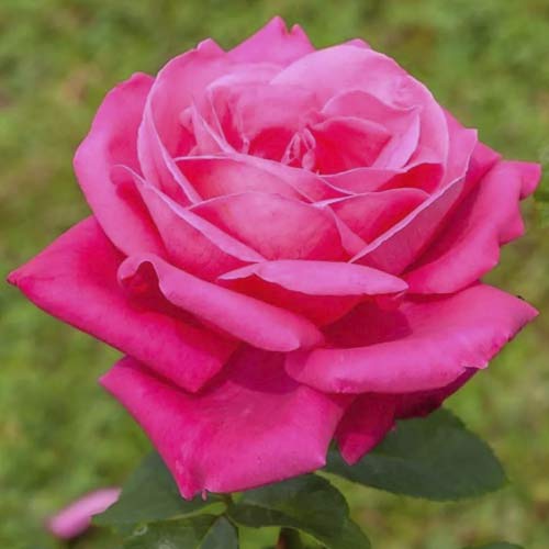 1 sadz, Róża wielkokwiatowa Jacaranda - Sadzonki: Ilość w opakowaniu: 1 sadz