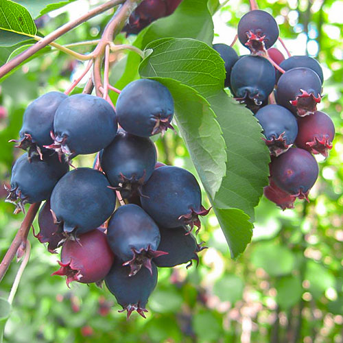 1 buc, Amelanchier (Pom de stafide) Northline - Răsaduri: Mod de ambalare: 1 buc