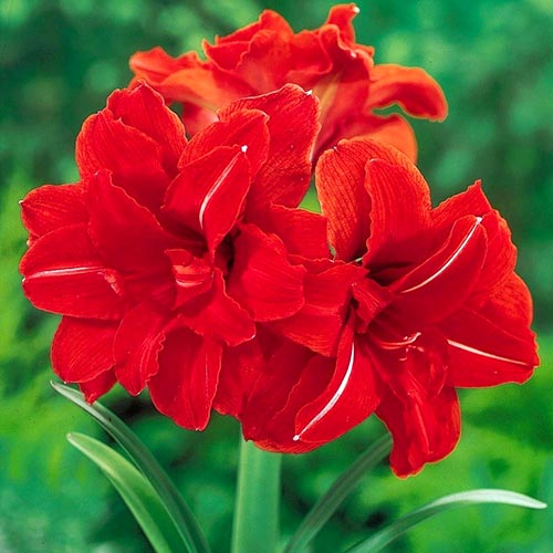 1 buc, Crin de cameră (Amaryllis) Double Dragon - Bulbi: Mod de ambalare: 1 buc