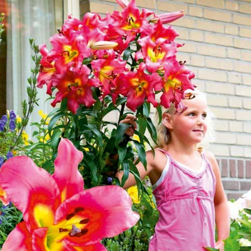 3 none, Crin gigant Robina - Bulbi: Mod de ambalare: 3 none