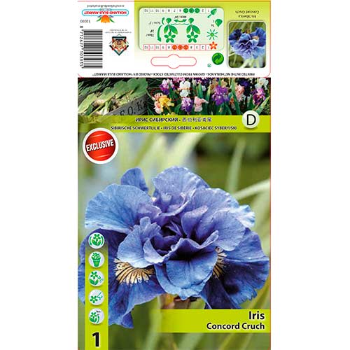 1 buc, Iris siberian Concord Crush - Bulbi: Mod de ambalare: 1 buc