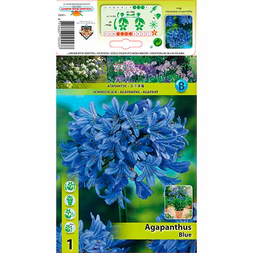 1 buc, Crin african (Agapanthus) Blue - Bulbi: Mod de ambalare: 1 buc