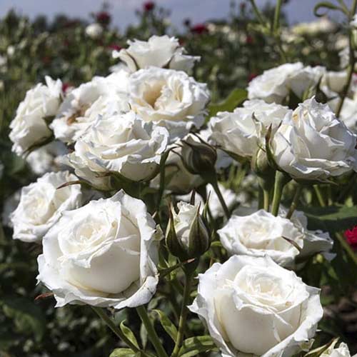 1 buc, Trandafir mini Sсhnee Princess - Răsaduri: Mod de ambalare: 1 buc