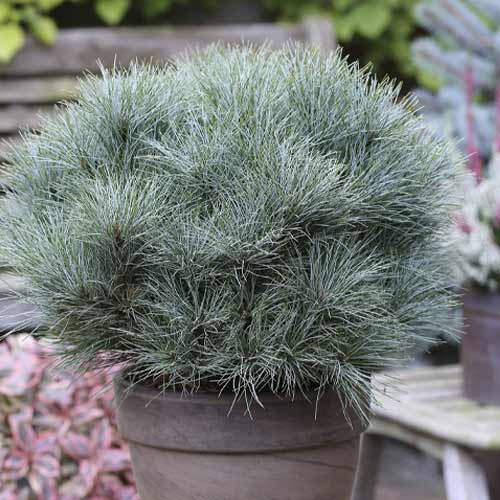 1 saz, Borovice vejmutovka Sea Urchin, C4 - : Monžstvo balíkov: 1 saz