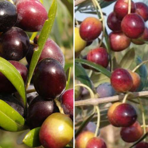 2 saz, Super nabídka! Sada Olivovník (Oliva), 2 sazenice - : Monžstvo balíkov: 2 saz