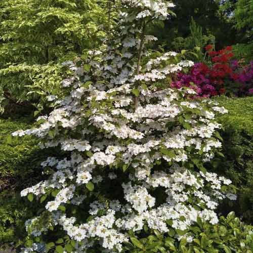 1 Pflanze(n), Japanischer Schneeball Kilimandjaro Sunrise PBR, C3 - Setzlinge: Ilość w opakowaniu: 1 Pflanze(n)