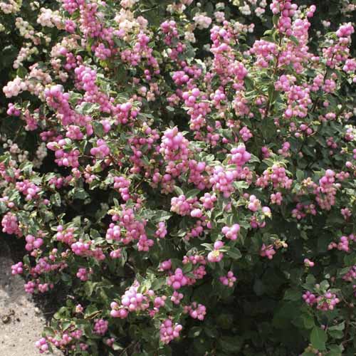 1 Pflanze(n), Perlmuttbeere Amethyst, C2 - Setzlinge: Ilość w opakowaniu: 1 Pflanze(n)