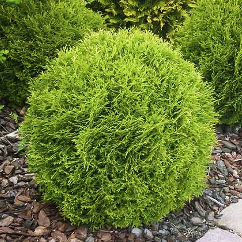 1 Pflanze(n), Lebensbaum Little Giant, С3 - Setzlinge: Ilość w opakowaniu: 1 Pflanze(n)