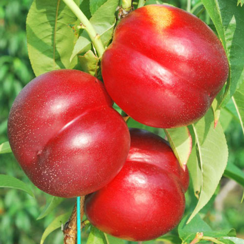 Nectarina Madego, С2 - Plântulas: Ilość w opakowaniu: 1 plant