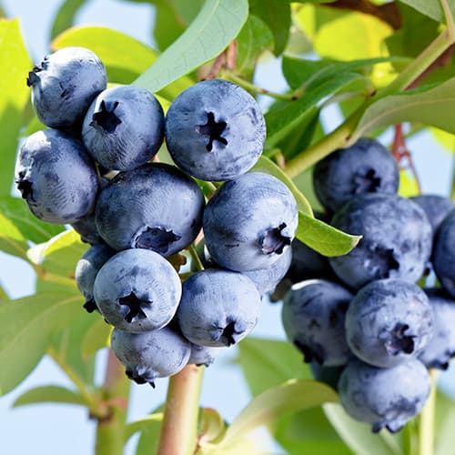 Arándano Elizabeth, P9 - Plántulas: Ilość w opakowaniu: 1 plantas