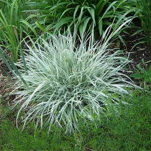 1 sadz, Rajgras wyniosły Variegatum - Sadzonki: Ilość w opakowaniu: 1 sadz