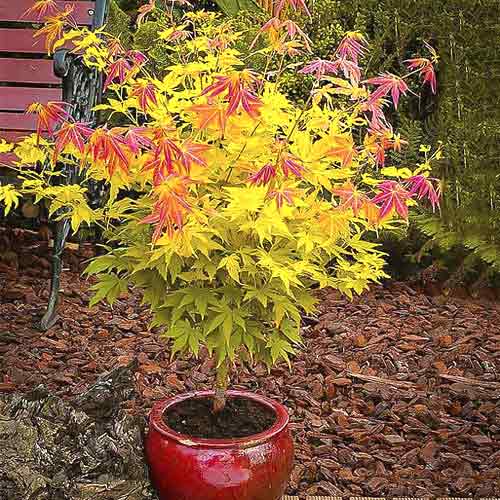 1 sadz, Klon palmowy Orange Dream, С3 - Sadzonki: Ilość w opakowaniu: 1 sadz