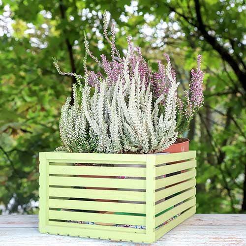 1 sadz, Wrzos pospolity Trio Girls Zelia/Zilly/Zelda - Byliny: Ilość w opakowaniu: 1 sadz