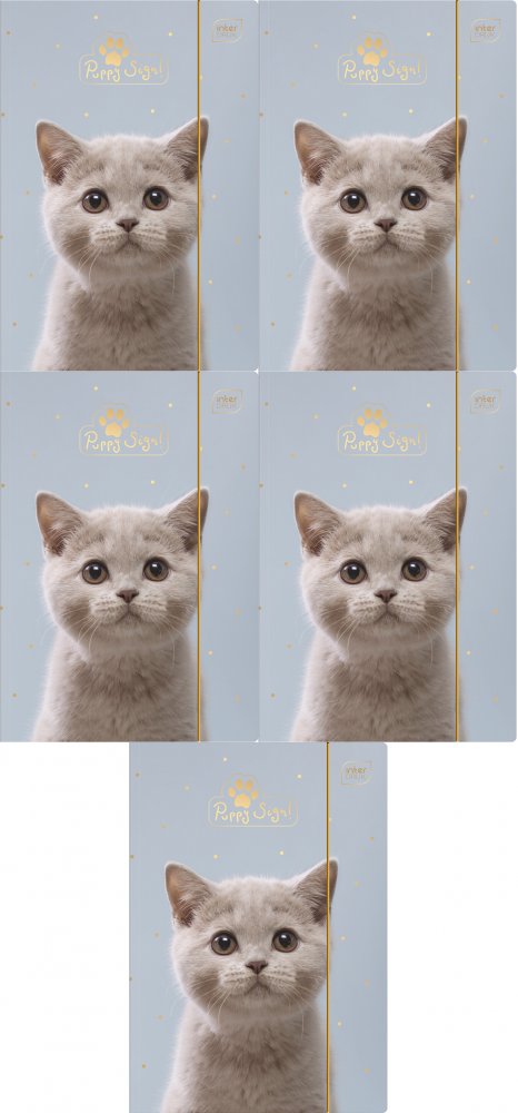 5x Teczka kartonowa z gumką Interdruk UV Puppy Sign, A4+, 350g/m2, mix wzorów