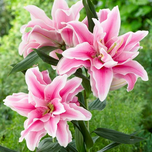 2 buc, Crin oriental Double Soft Music - Bulbi: Mod de ambalare: 2 buc