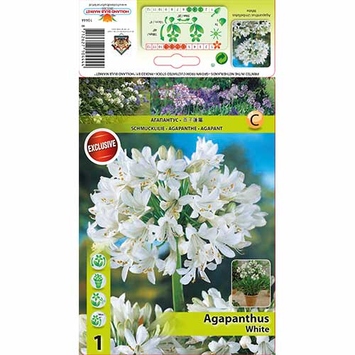 1 buc, Crin african (Agapanthus) White - Bulbi: Mod de ambalare: 1 buc