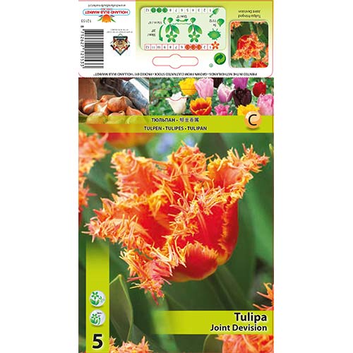 5 buc, Lalele Joint Devision - Bulbi: Mod de ambalare: 5 buc