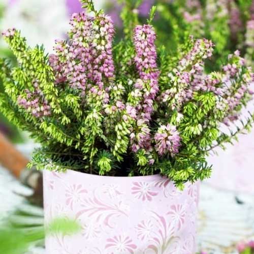 1 buc, Erica Darley Dale - Răsaduri: Mod de ambalare: 1 buc