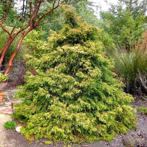 1 buc, Chiparos Tsatsumi Gold - Răsaduri: Mod de ambalare: 1 buc