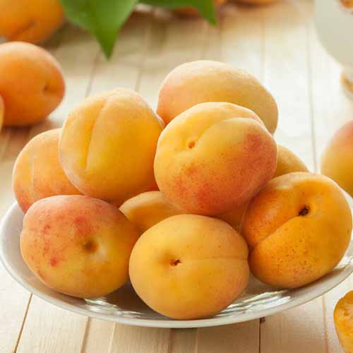 1 buc, Cais Roy - Puieți: Mod de ambalare: 1 buc