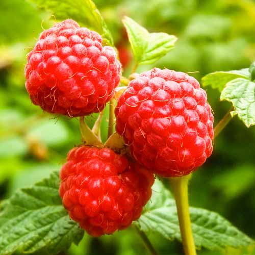 1 saz, Malina Zewa, P9 - : Monžstvo balíkov: 1 saz