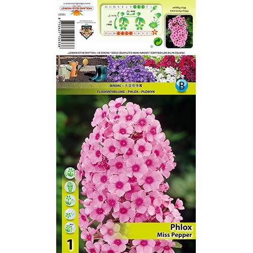 1 db, Lángvirág Miss Pepper - Évelő: Mod de ambalare: 1 db