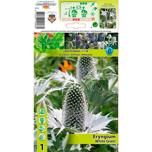 1 db, Iringó havasi (Eryngium) White Giant - Évelő: Mod de ambalare: 1 db