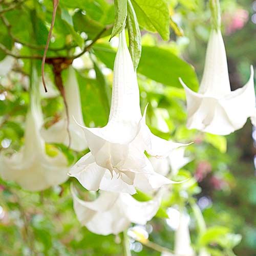 1 szt, Brugmansia Angel's White - Stauden: Ilość w opakowaniu: 1 Stück