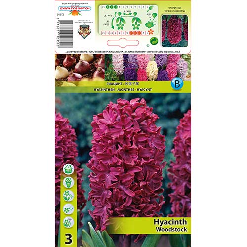 3 Stück, Hyazinthe Woodstock - Blumenzwiebeln: Ilość w opakowaniu: 3 Stück