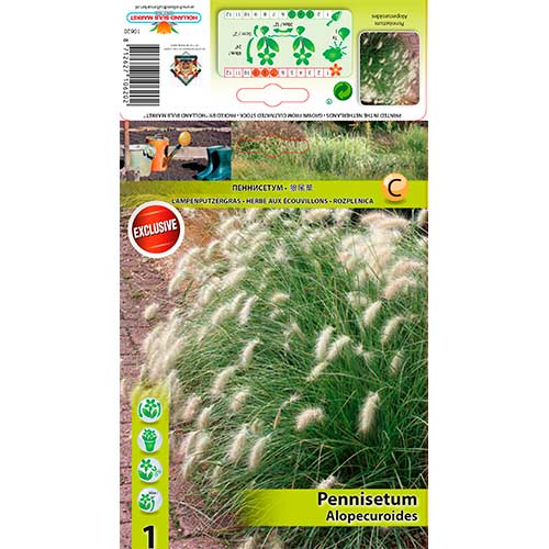 1 Stück, Lampenputzergras Alopecuroides - Stauden: Ilość w opakowaniu: 1 Stück