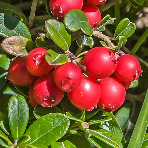 1 Pflanze(n), Moosbeere Early Black, P9 - Setzlinge: Ilość w opakowaniu: 1 Pflanze(n)