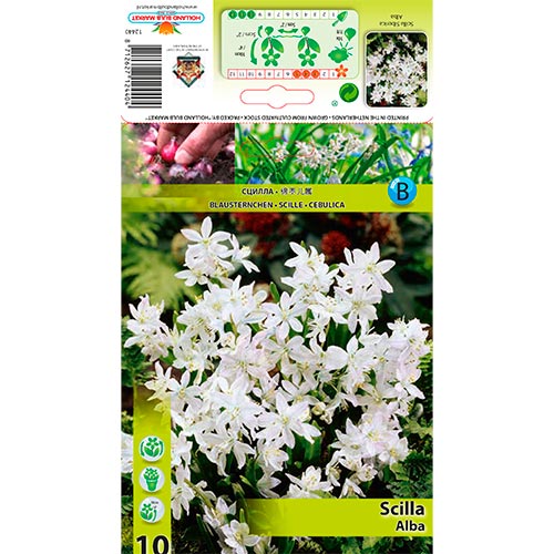 10 Stück, Blaustern Sibirica Alba - Blumenzwiebeln: Ilość w opakowaniu: 10 Stück