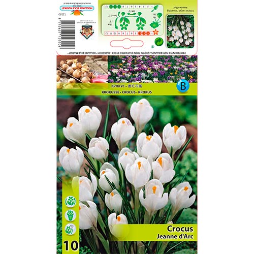Crocus Jeanne d'Arc - Bulbos: Ilość w opakowaniu: 10 bulbe
