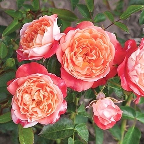 Rosa floribunda Hippie Fashion , С3 - Plântulas: Ilość w opakowaniu: 1 plant