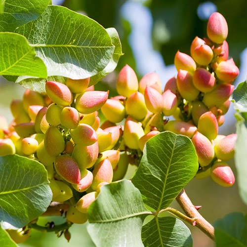 Pistácio Pontekes, С2 - Plântulas: Ilość w opakowaniu: 1 plant